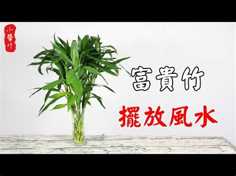 金邊富貴竹風水|【一文睇清】富貴竹風水陣的佈陣秘訣！擺對了就是生財大法